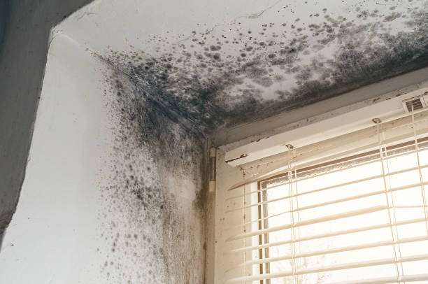 Affordable Mold Removal solutions in Falcon, NC